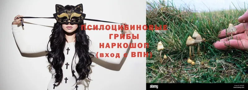 Псилоцибиновые грибы Psilocybine cubensis  где купить наркоту  ссылка на мегу ссылка  Шагонар 